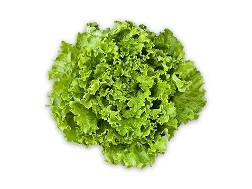 Insalata Gentilina