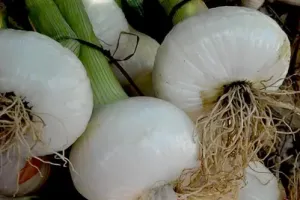 Cipolla Bianca fresca