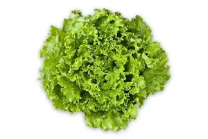 Insalata Gentilina