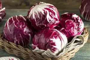 Radicchio Tondo