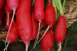 Ravanello lungo di Moncalieri