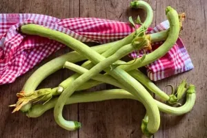 Zucchine trombette