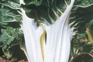 Costa Moncalieri